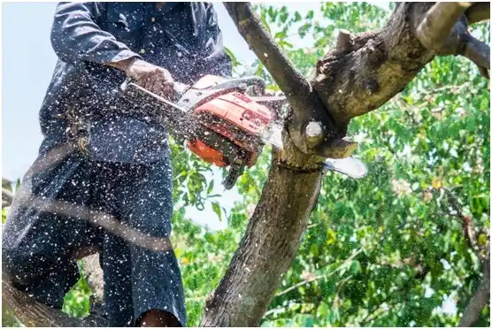 tree services La Center